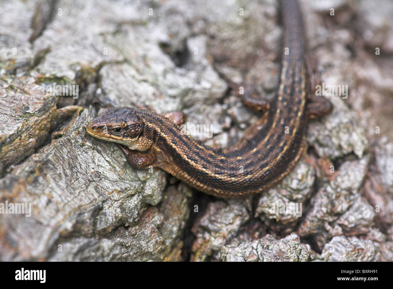 Gemeinsame Eidechse Zootoca Vivipara Aalen auf toten Baumstamm auf Brownsea Island, Dorset im Oktober. Stockfoto
