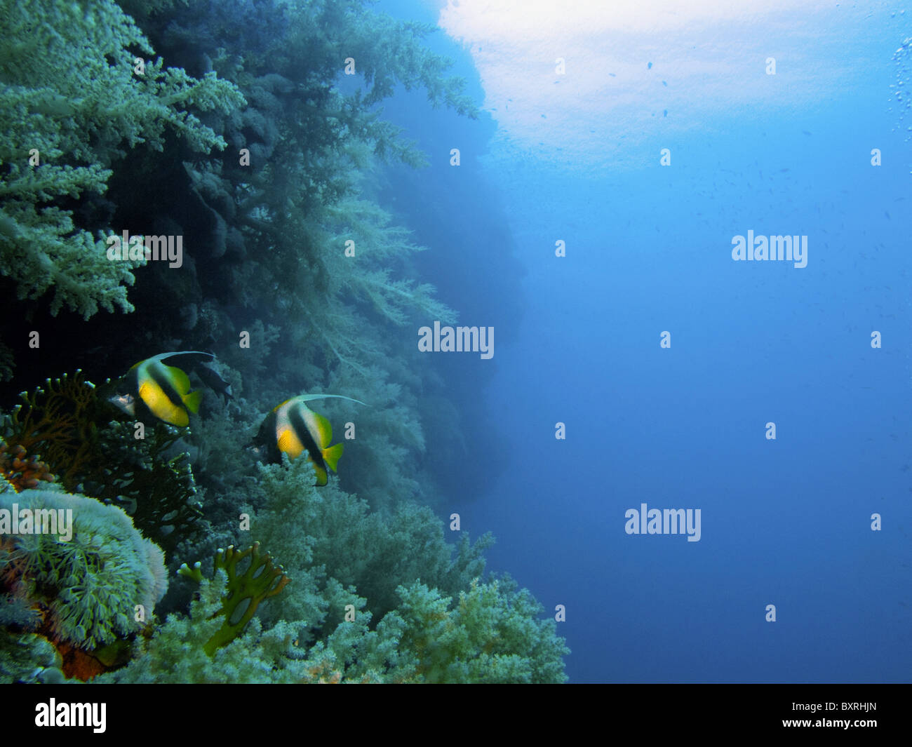 Ägypten, Rotes Meer, zwei Schulbildung Bannerfish (Heniochus Diphreutes) in einem Riff schwimmen Stockfoto