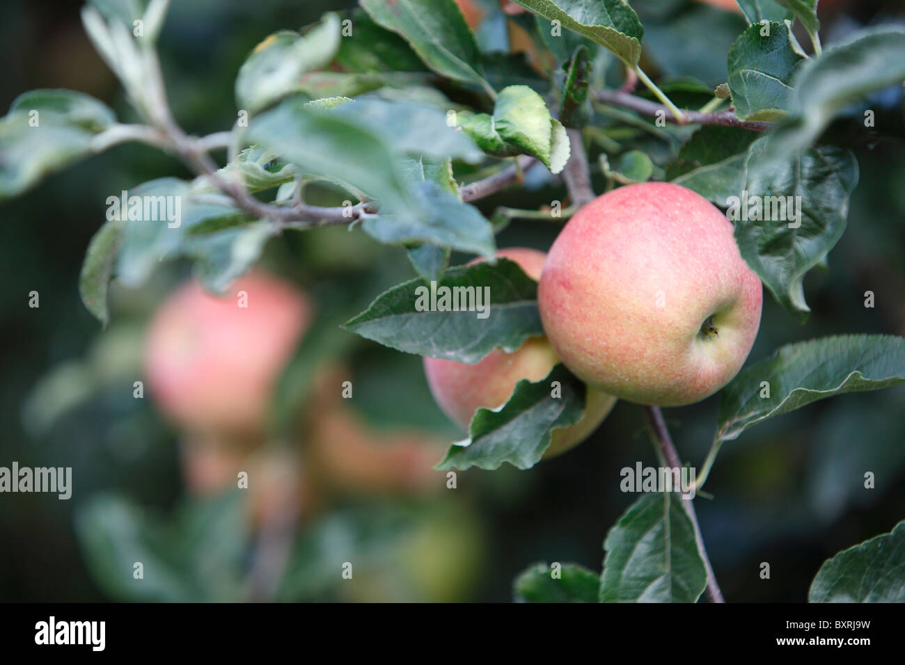 Gala Äpfel geerntet in den Obstgärten von Colline de mischt in Sierre, Schweiz Stockfoto