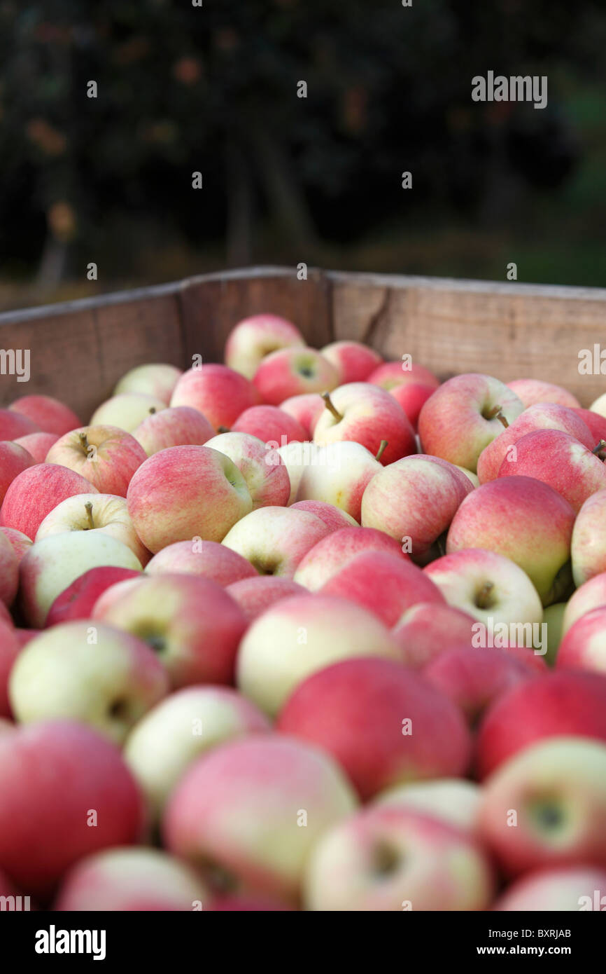 Gala Äpfel geerntet in den Obstgärten von Colline de mischt in Sierre, Schweiz Stockfoto