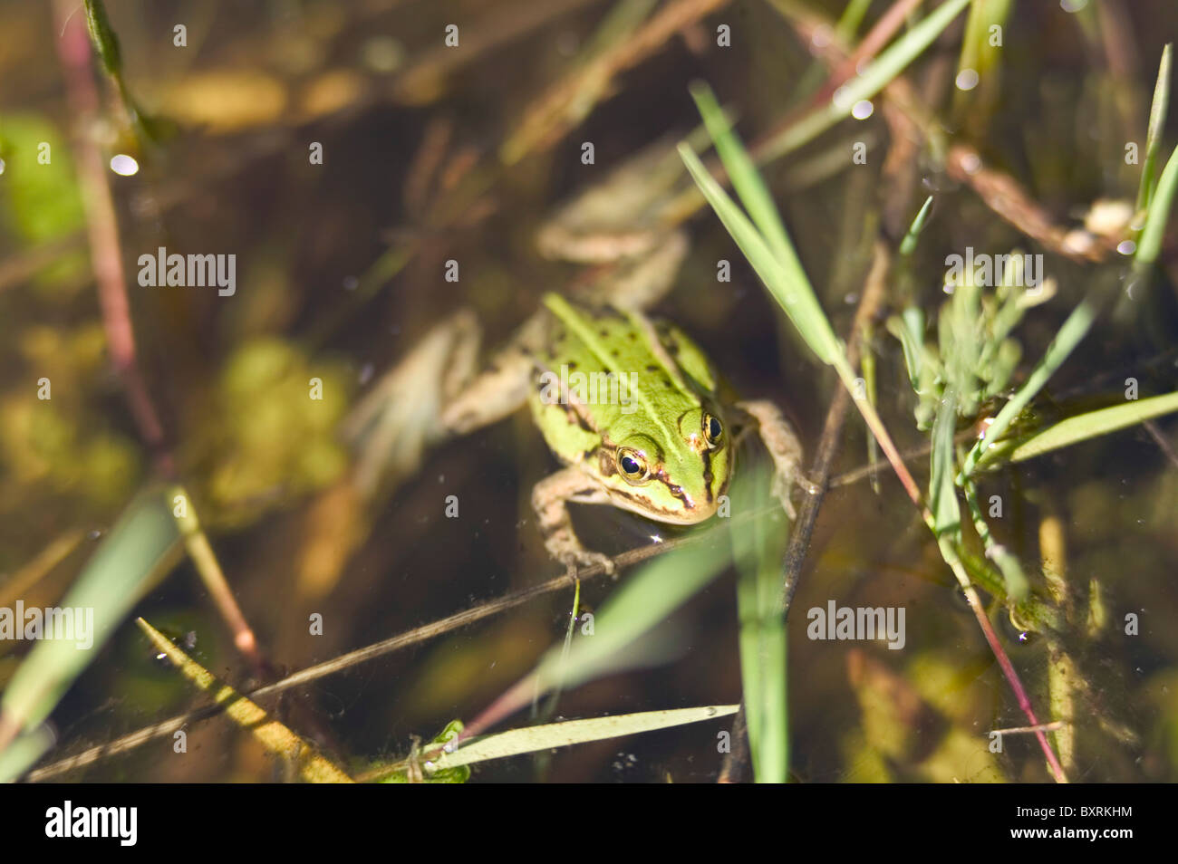 Litauen, Salantai, Frosch im Teich Stockfoto