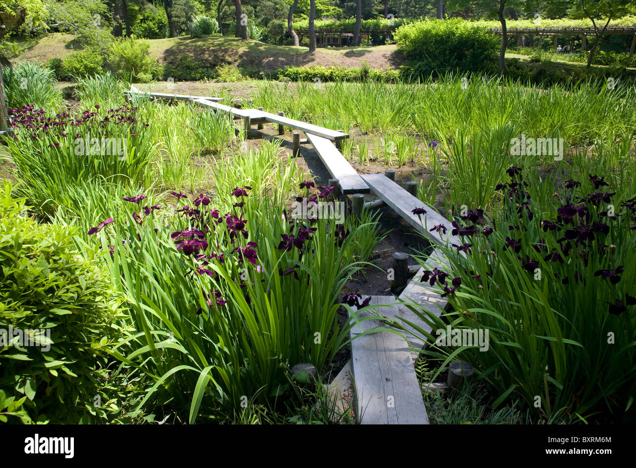 Asien, Japan, Tokyo, Koraku, Bunkyo-Ku, Koishikawa Korakuen Garten Brücken über Iris Stockfoto