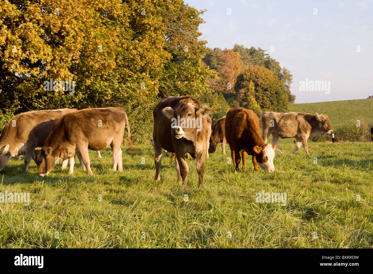 Vermont, Shelburne, Shelburne Farms, Brown Swiss Kuh Milchkühe weiden am Hof Stockfoto