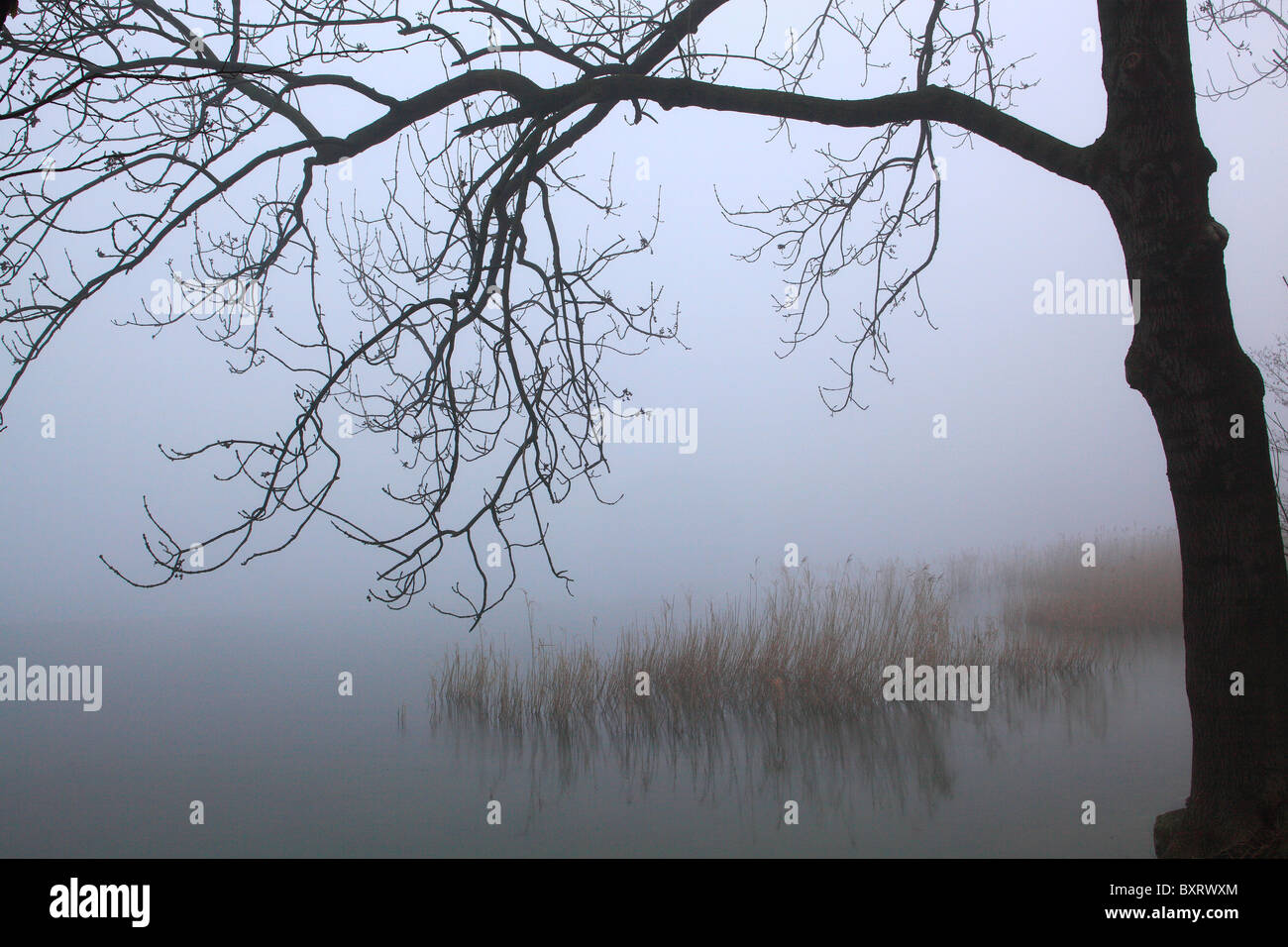 Gemeinsamen Reed und Baum im Nebel Stockfoto