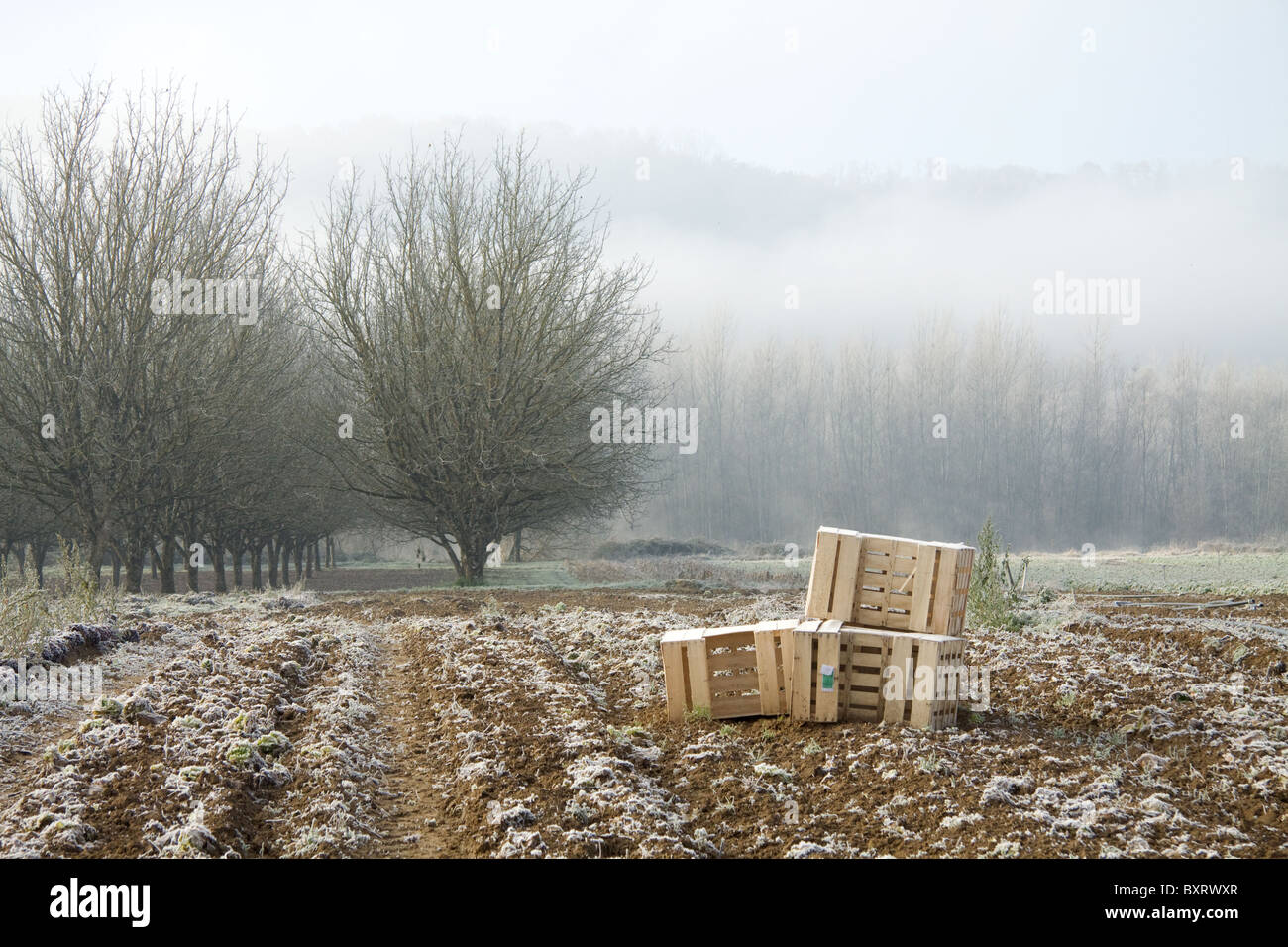 Morgennebel und Frost auf landwirtschaftlichen Flächen von der Dordogne, Frankreich. Verlassene Felder bestimmt für die Ernte zerstörten Salat Stockfoto