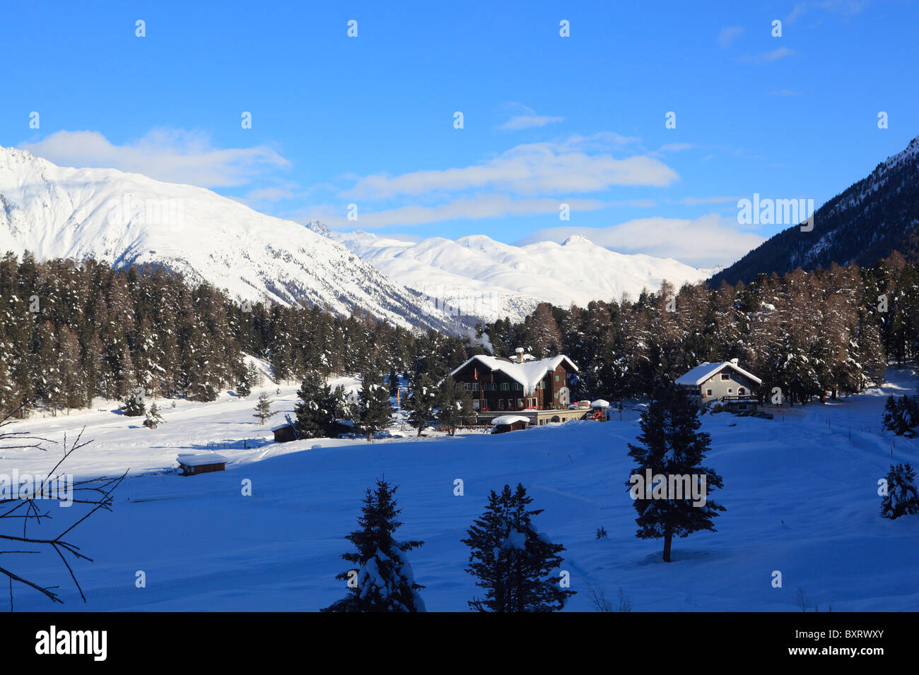 Pinienwald mit Schnee in der Nähe von di St. Moritz, Engadin, Kanton Graubünden, Schweiz, Europa Stockfoto