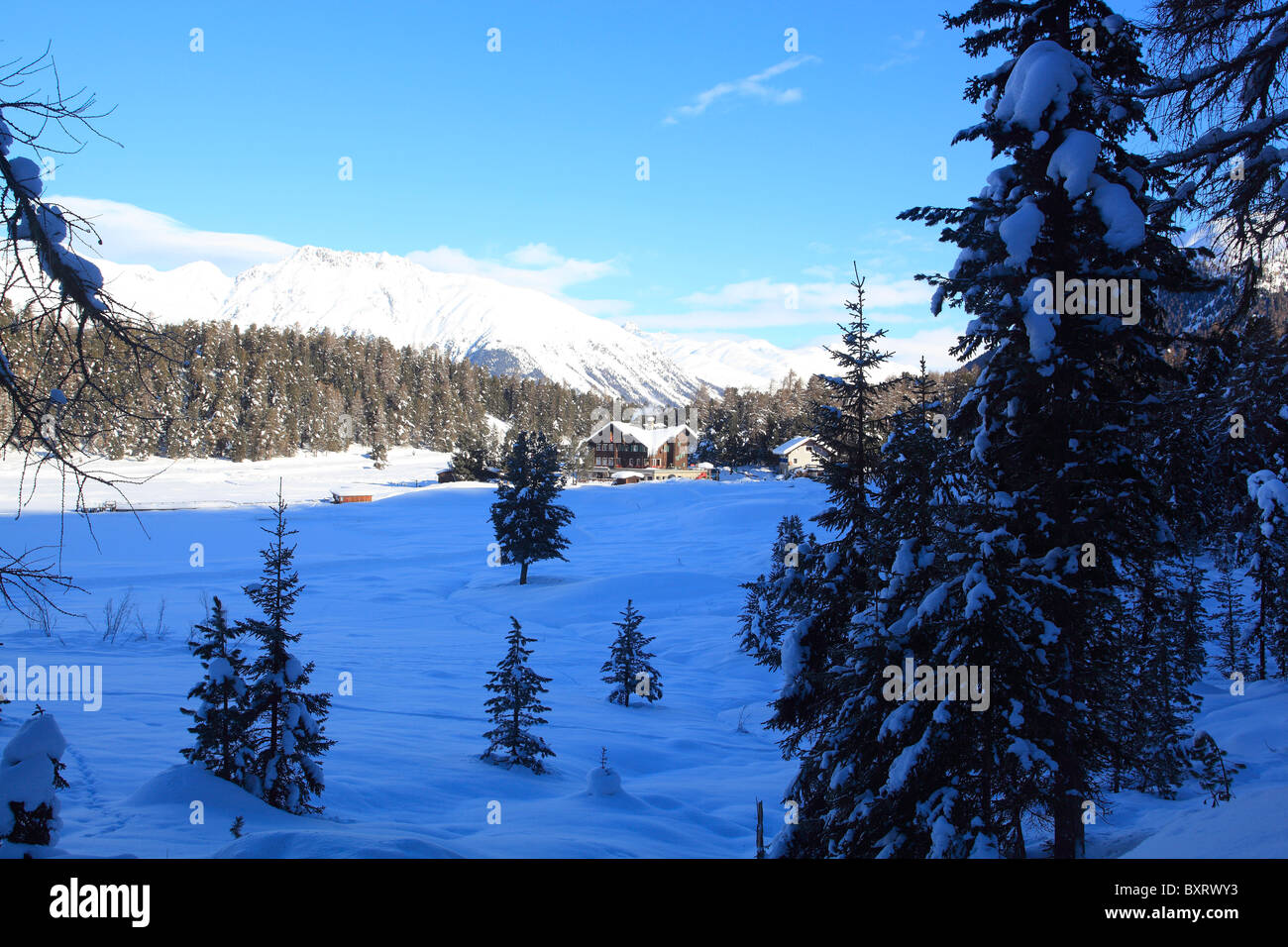 Pinienwald mit Schnee in der Nähe von di St. Moritz, Engadin, Kanton Graubünden, Schweiz, Europa Stockfoto