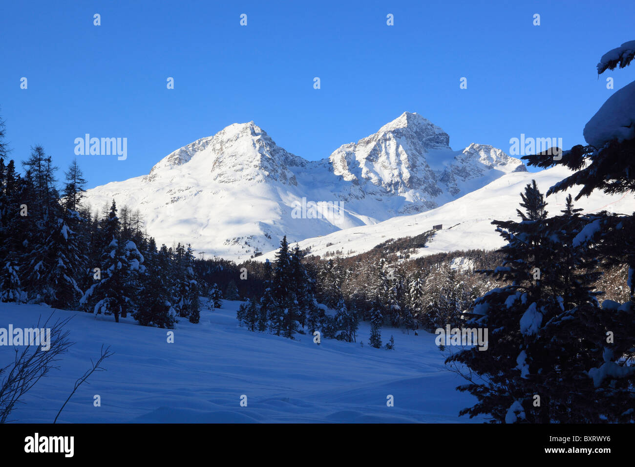 Pinienwald mit Schnee in der Nähe von di St. Moritz, Engadin, Kanton Graubünden, Schweiz, Europa Stockfoto