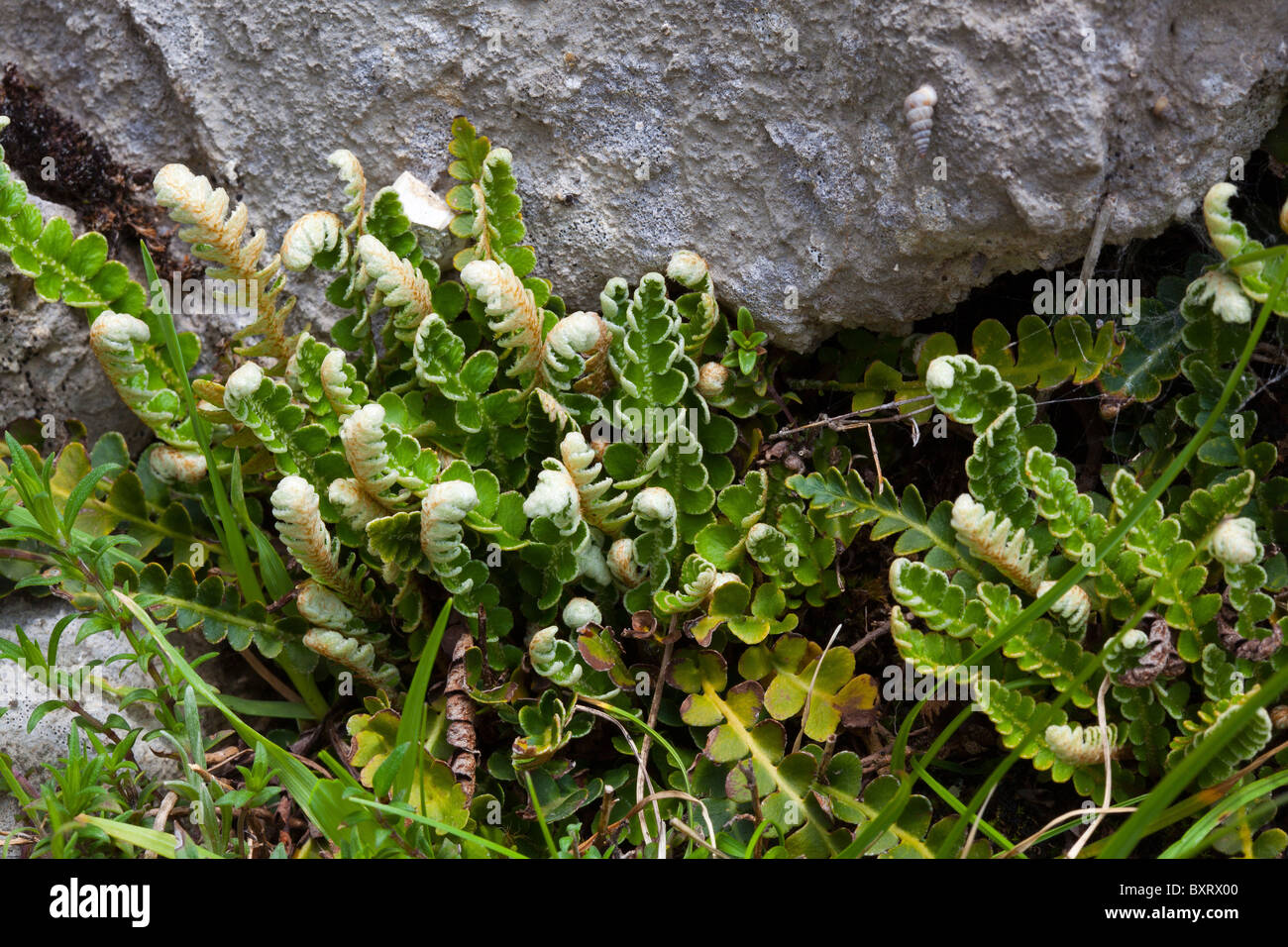 Rustyback, Ceterach Officinarum genannt Asplenium Ceterach Stockfoto