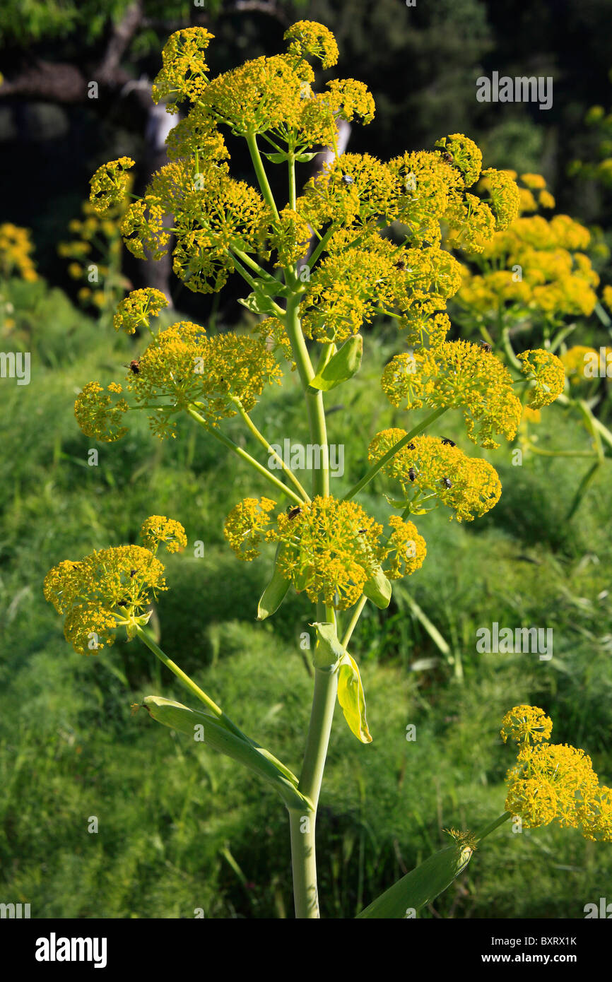 Riesigen Fenchel, Ferula communis Stockfoto