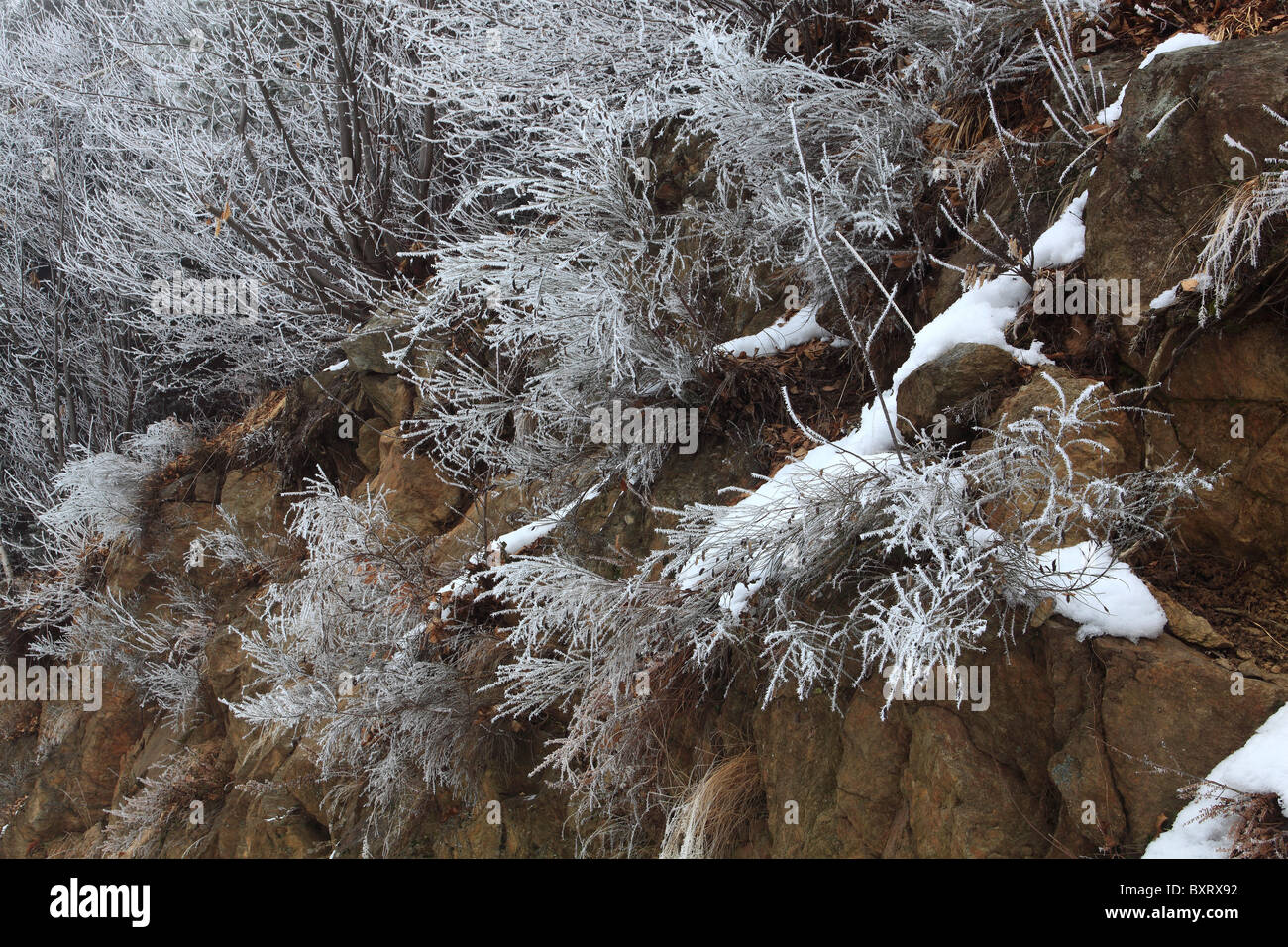 Sträucher mit frost Stockfoto
