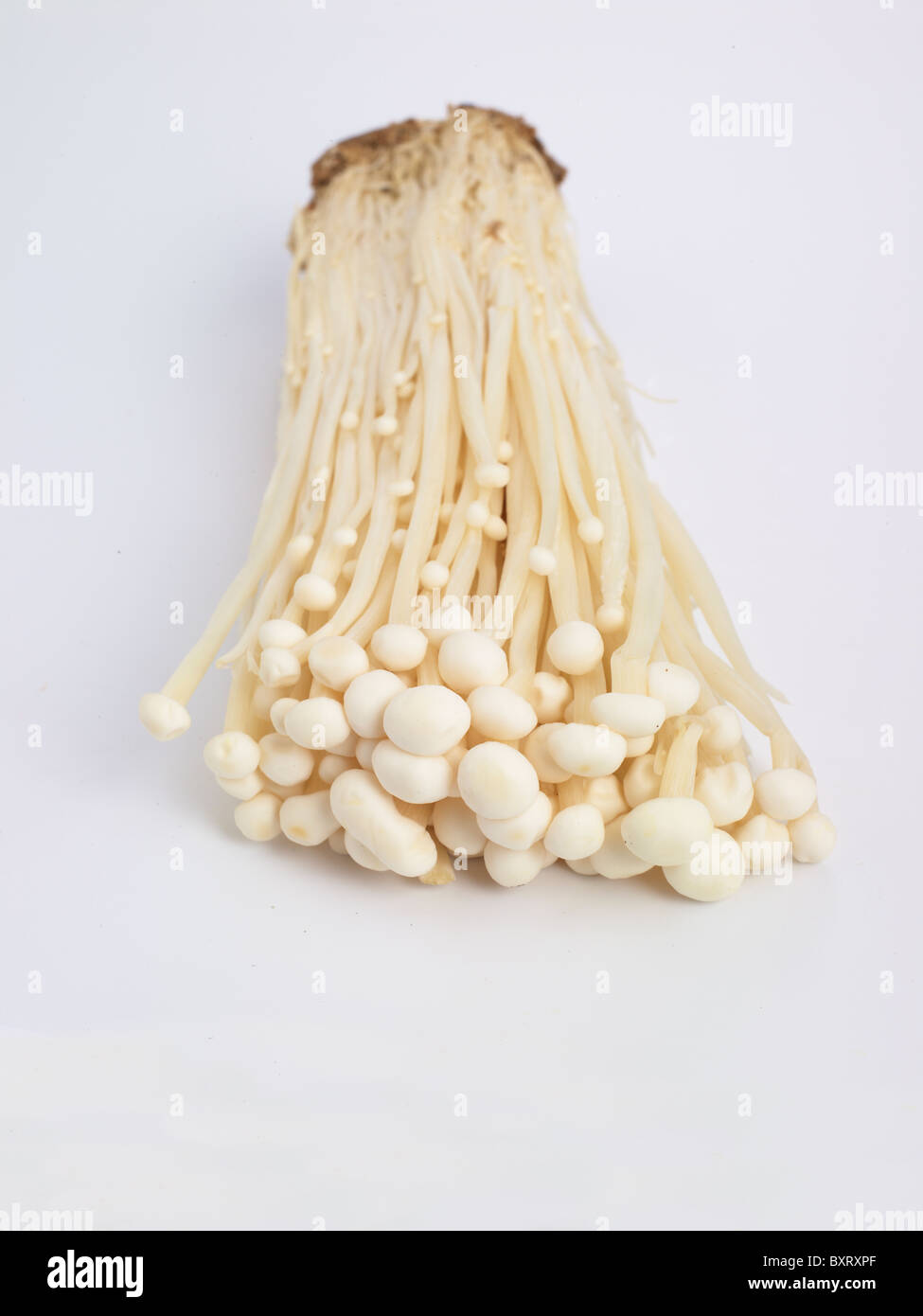 Enoki-Pilze auf weißem Hintergrund Stockfoto