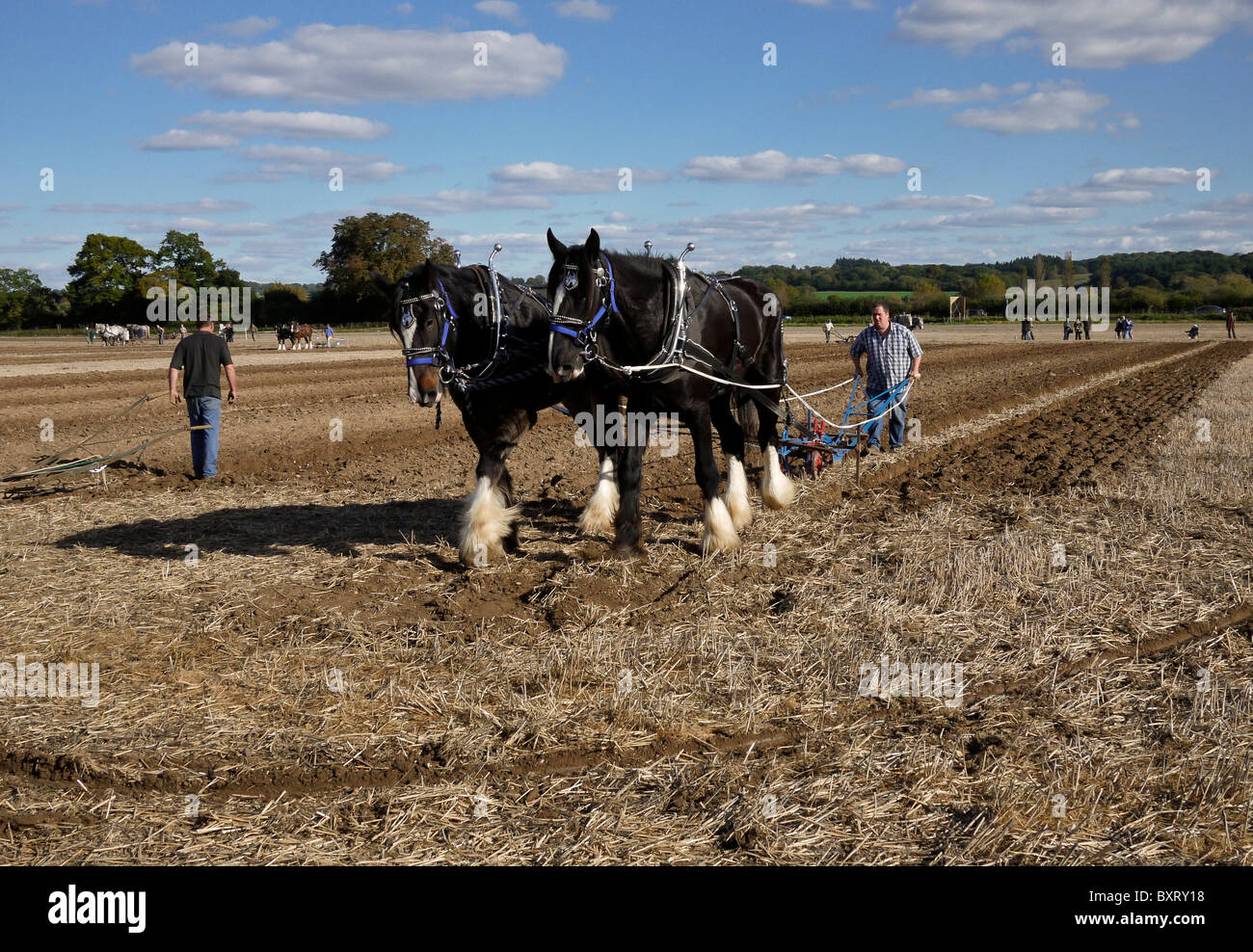 Pflügen Übereinstimmung mithilfe der Heavy Horses, Hampshire, UK Stockfoto
