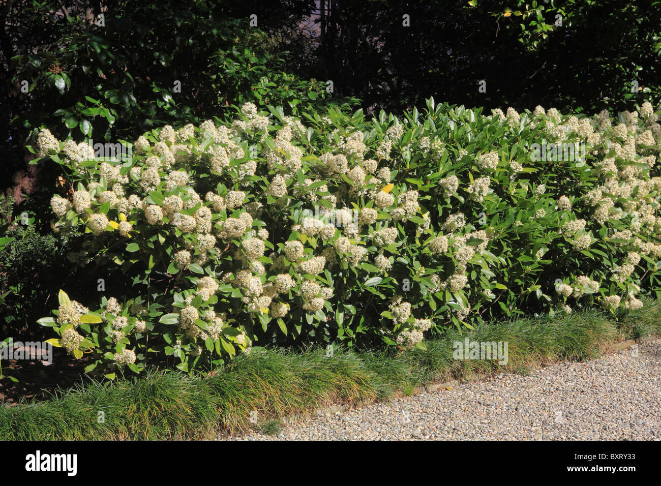 Skimmia Japonica, Hecke Stockfoto