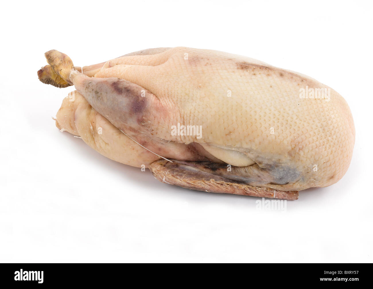 Ganze Gans, close-up Stockfoto