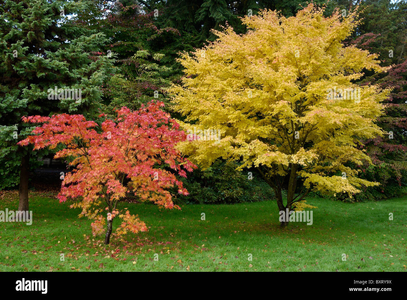 Japanische Ahorn-Bäume in Full Leaf Color, Bournemouth Gardens, Großbritannien Stockfoto