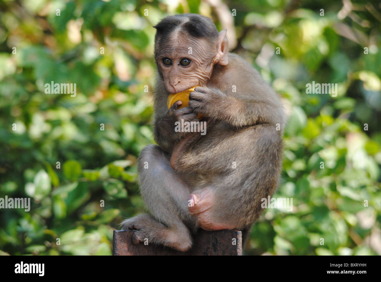 Affenbaby Stockfoto