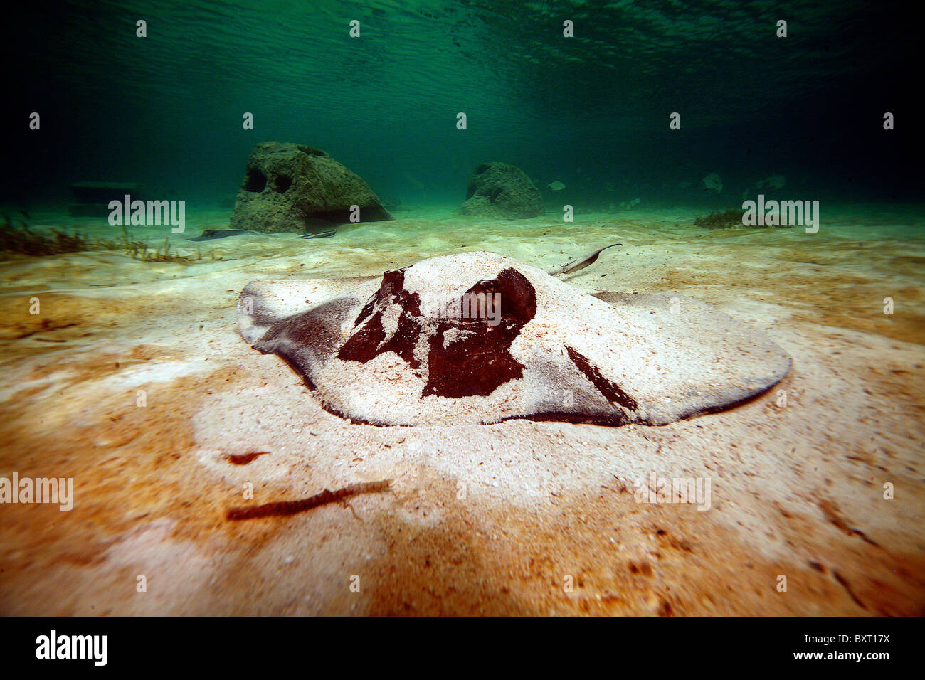 Südlichen Stingray Dasyatis Americana.  Bahamas. Stockfoto