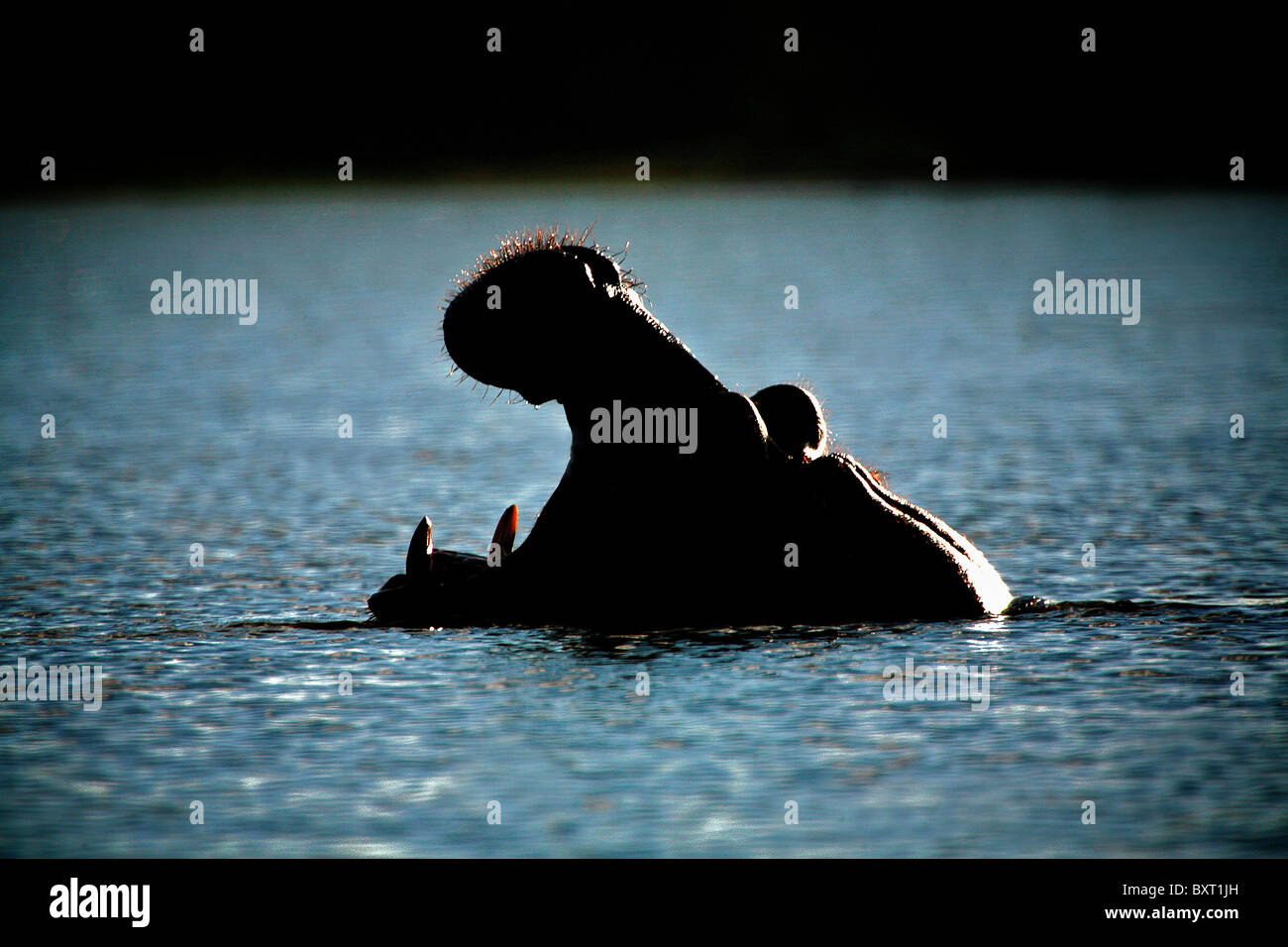Nilpferd Hippopotamus Amphibius See BABATI Tansania Stockfoto