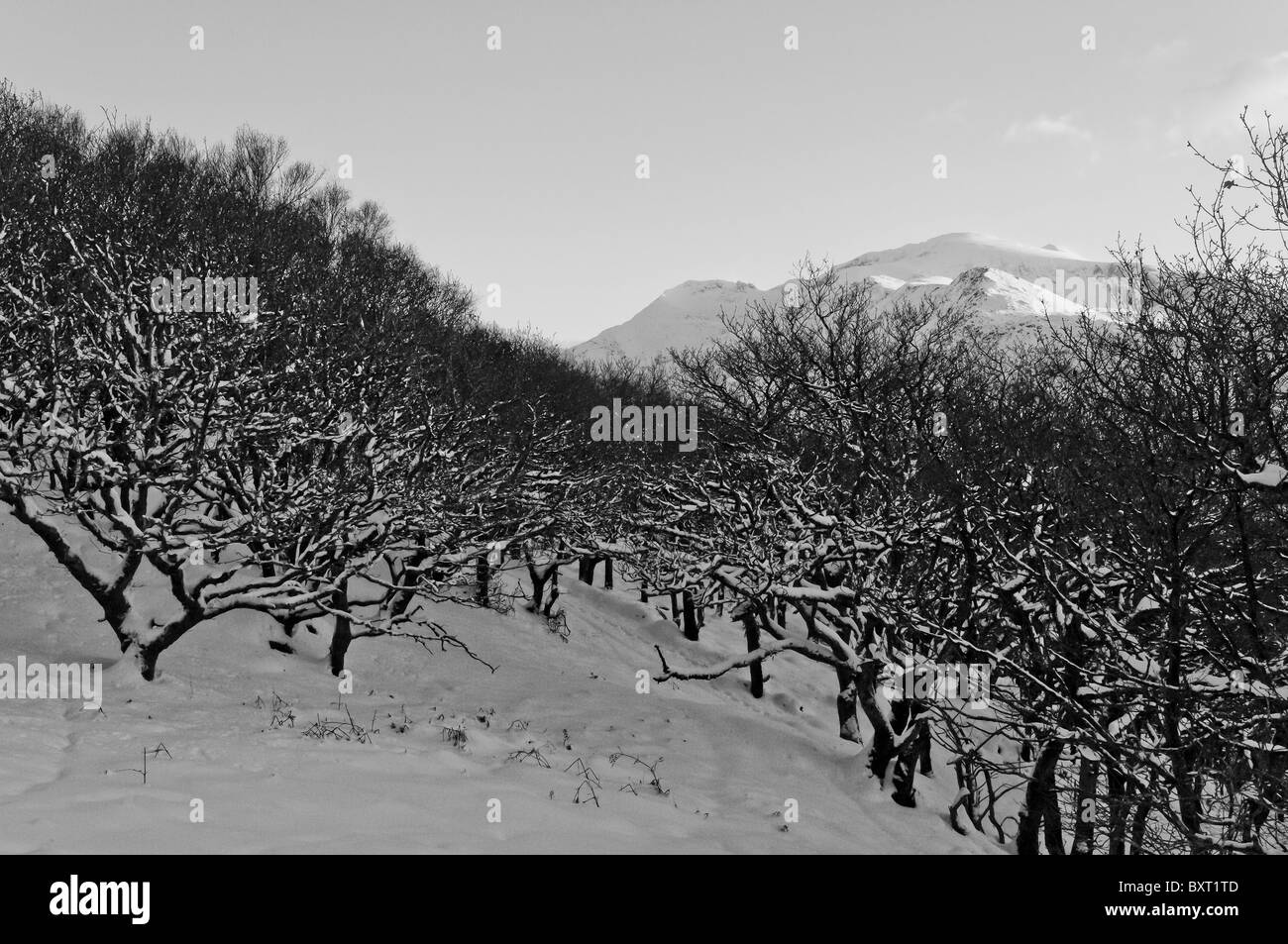 Coed Dinorwic und der Snowdon-massiv im Winter. Schwarz / weiß Stockfoto