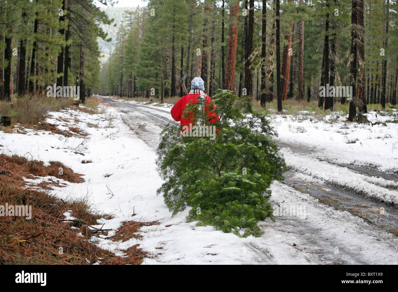 Schneiden einen Weihnachtsbaum Stockfoto