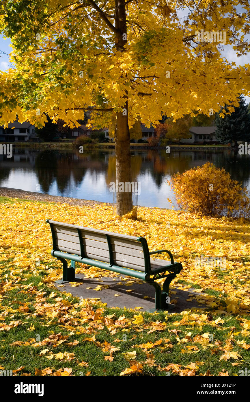 Eine Parkbank unter einem Ahorn Baum drehen Gold während ein Herbst Farbwechsel entlang eines Flusses. Stockfoto