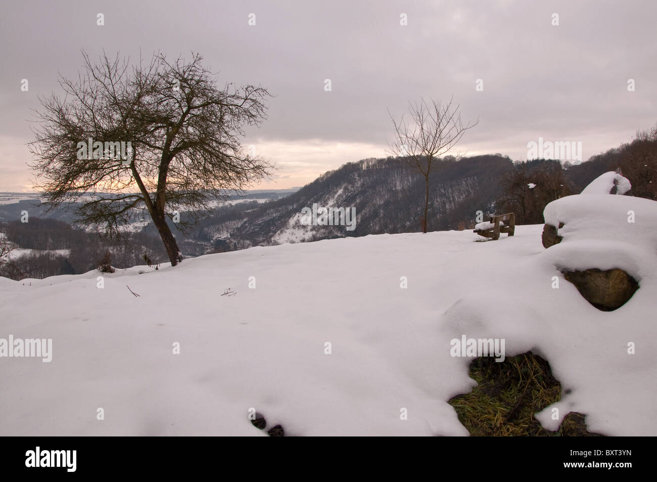 allein und einsam schiefen Baum an der Spitze des Hügels im Winter unter einem weichen sonnigen orange Licht. Eine leere Bank auf der rechten Seite Stockfoto