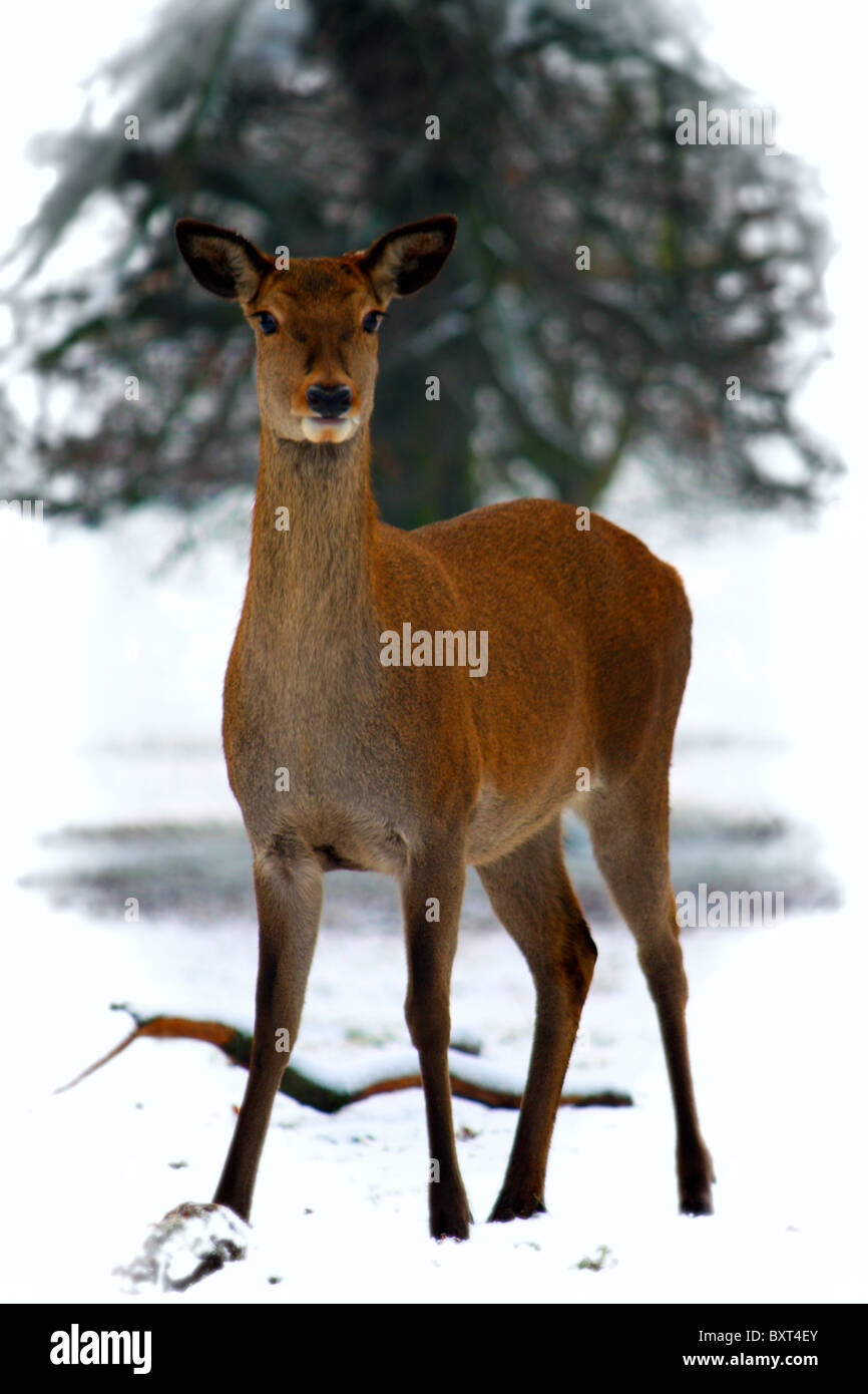 Hirsche im Schnee während des Winters Stockfoto