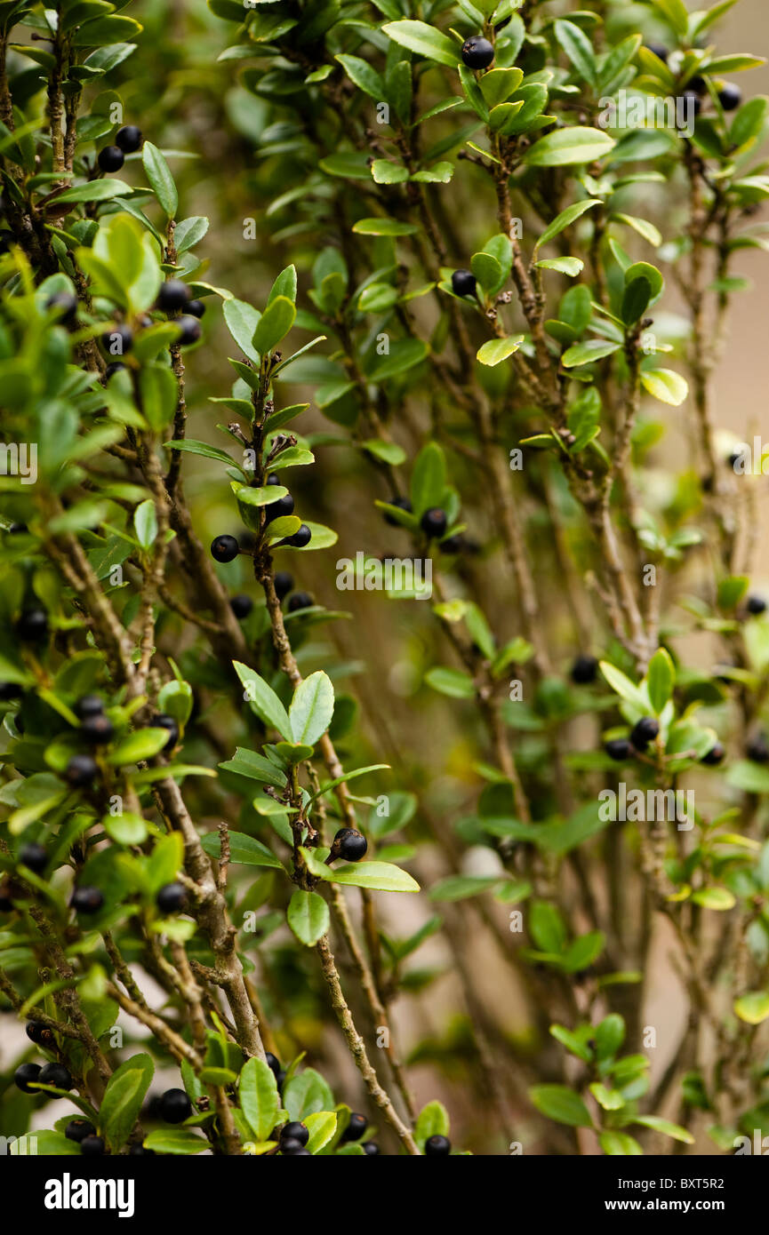 Ilex Crenata 'Fastigiata', japanische Stechpalme, im winter Stockfoto