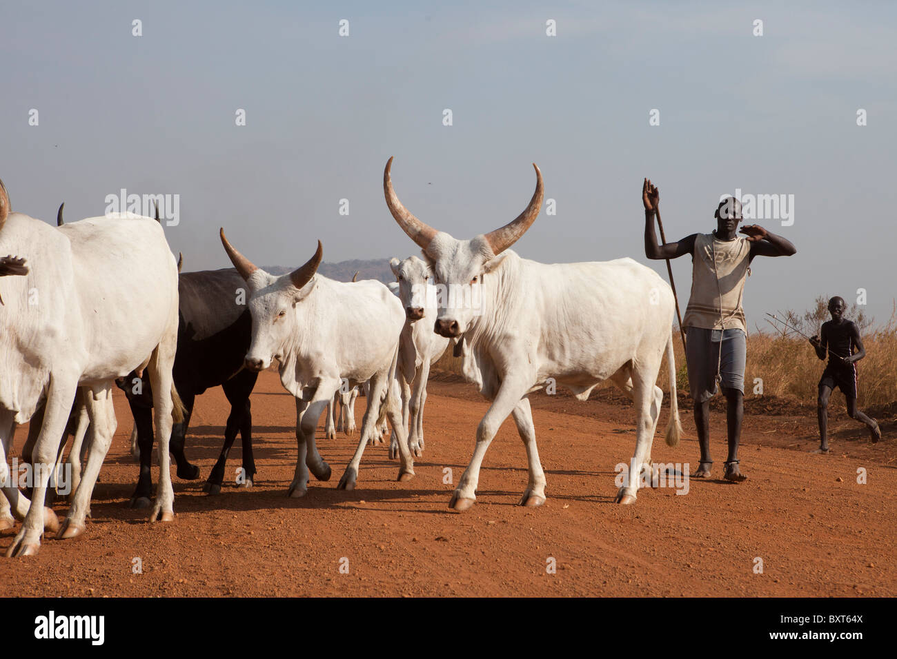 MUNDRI EAST COUNTY, Südsudan, Dezember 2010: Rinderhirten des Stammes Mundri ihr Vieh Weiden. Stockfoto