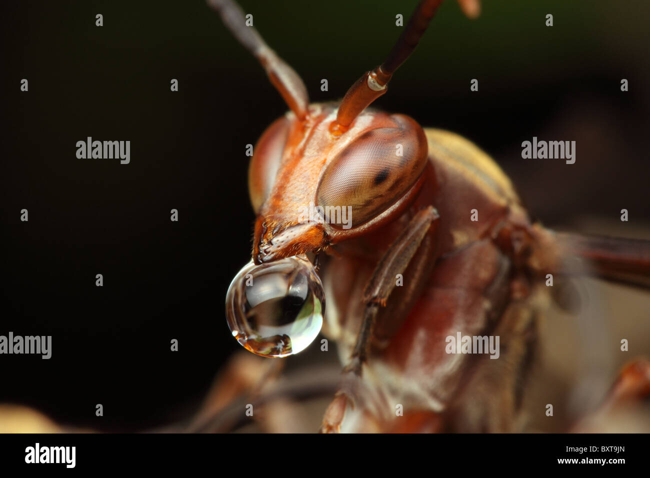 Rote Wespe über das Nest mit Wassertropfen Blase. Stockfoto