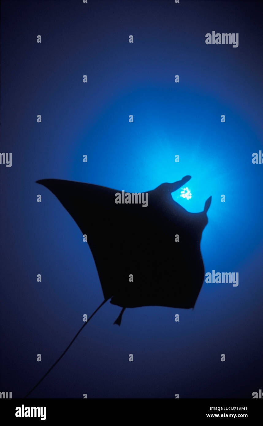 Silhouette der Sting Ray und Welle des Lichtes im Blauwasser Stockfoto