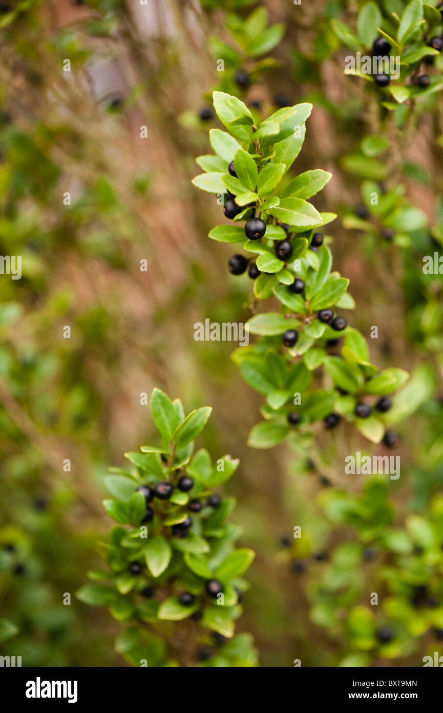 Ilex Crenata 'Fastigiata', japanische Stechpalme, im winter Stockfoto