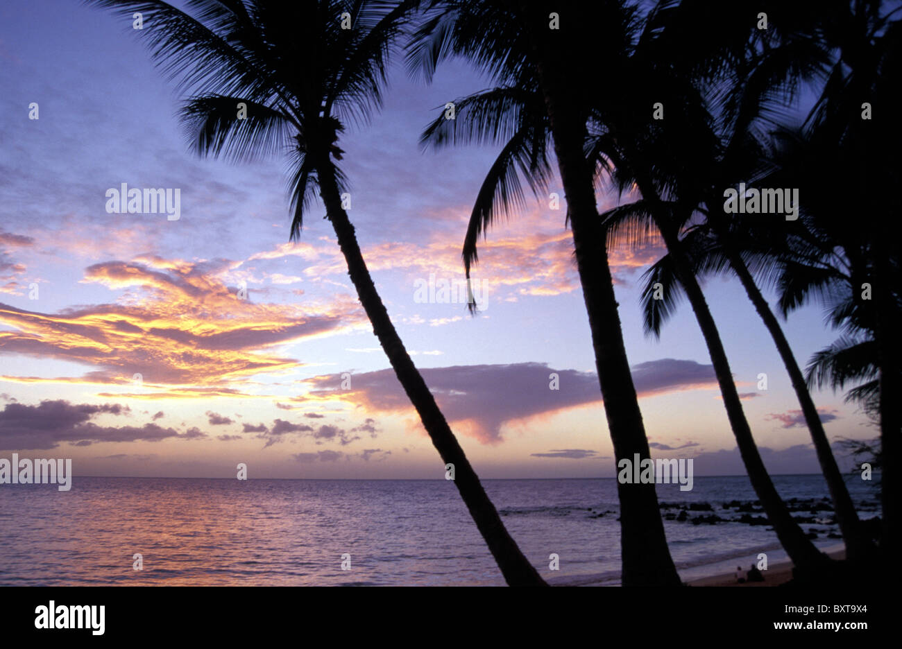 Palmen im Sonnenuntergang Stockfoto