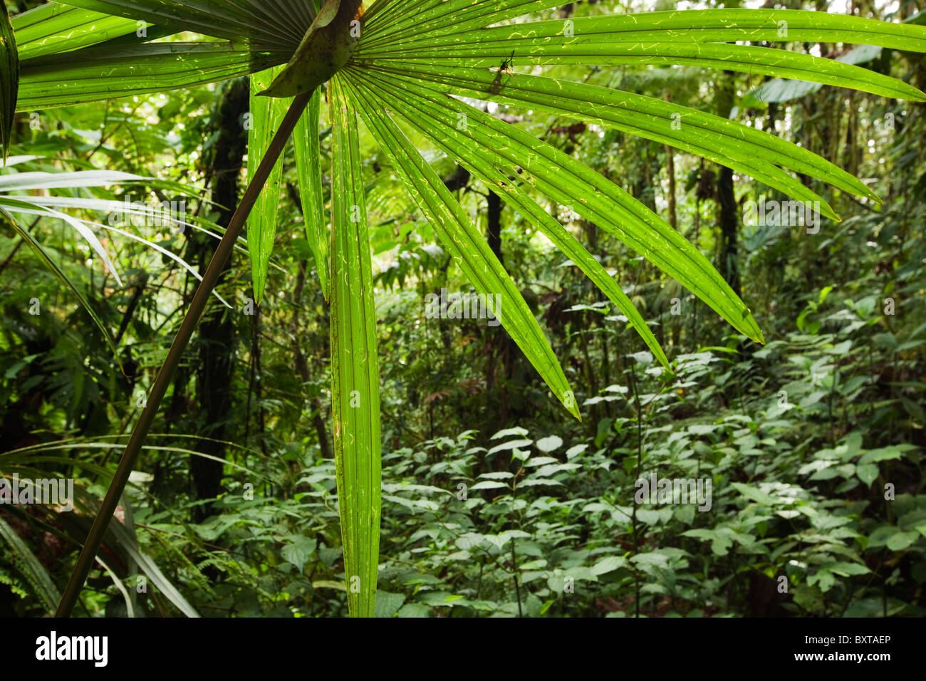 Costa Rica, Los Angeles Cloud Forest Reserve, üppige Vegetation der Waldboden Stockfoto