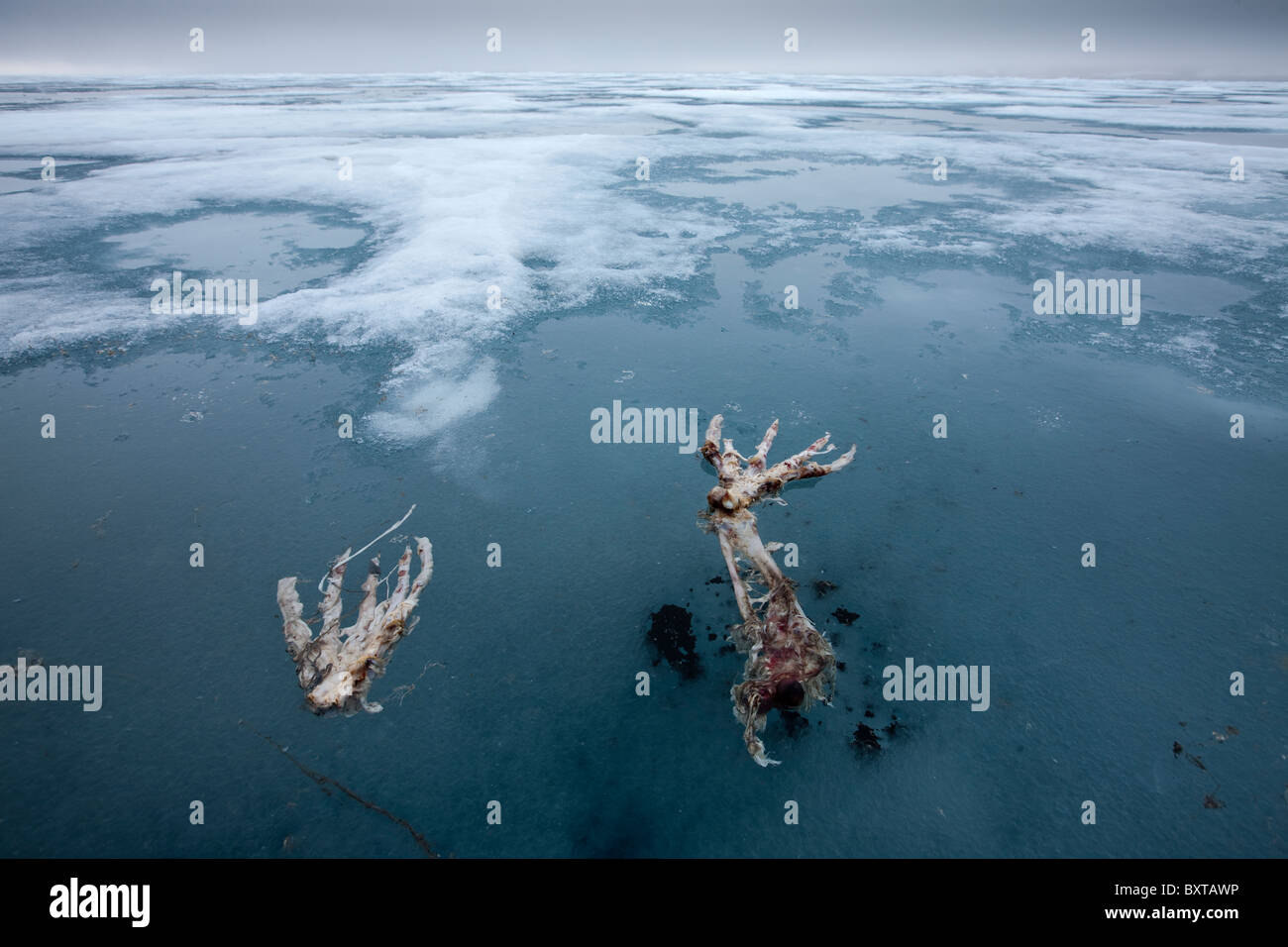 Norwegen Spitzbergen Skelett bleibt der bärtige Dichtung Flossen, nachdem sie wurde getötet und gegessen von Eisbären auf Eis in der Nähe von Lady Stockfoto