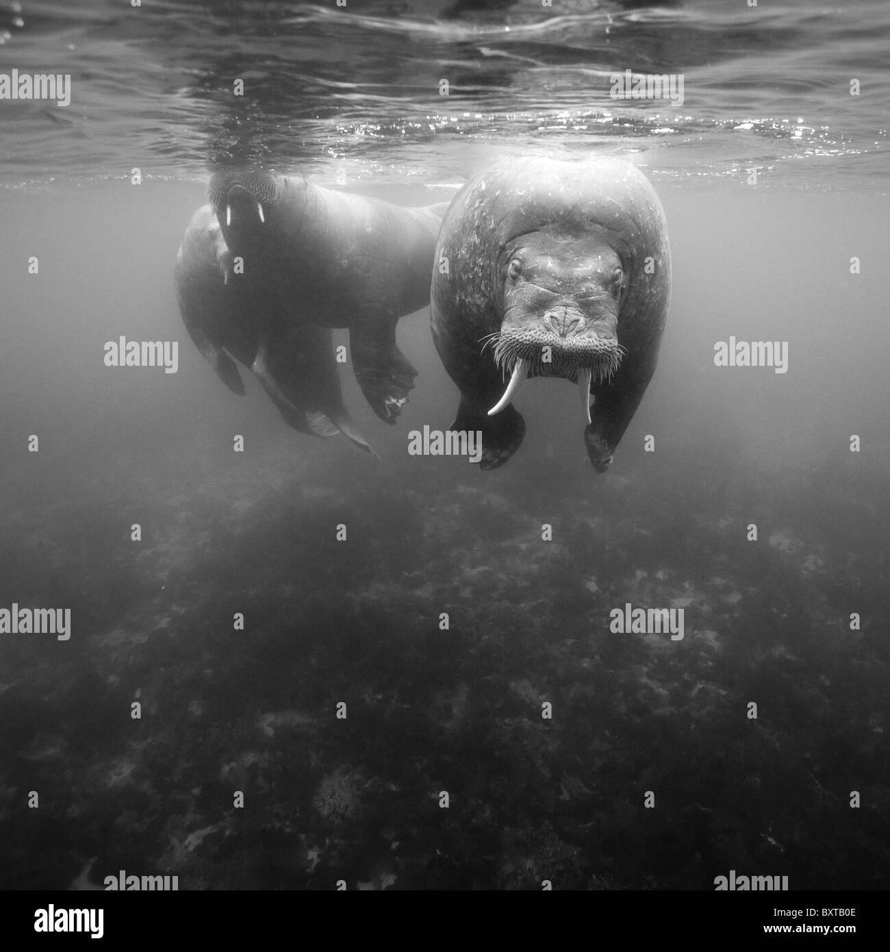 Norwegen, Spitzbergen, Unterwasser-Blick von Walross (Odobenus Rosmarus) schwimmen in der Nähe Lagøya Insel Stockfoto