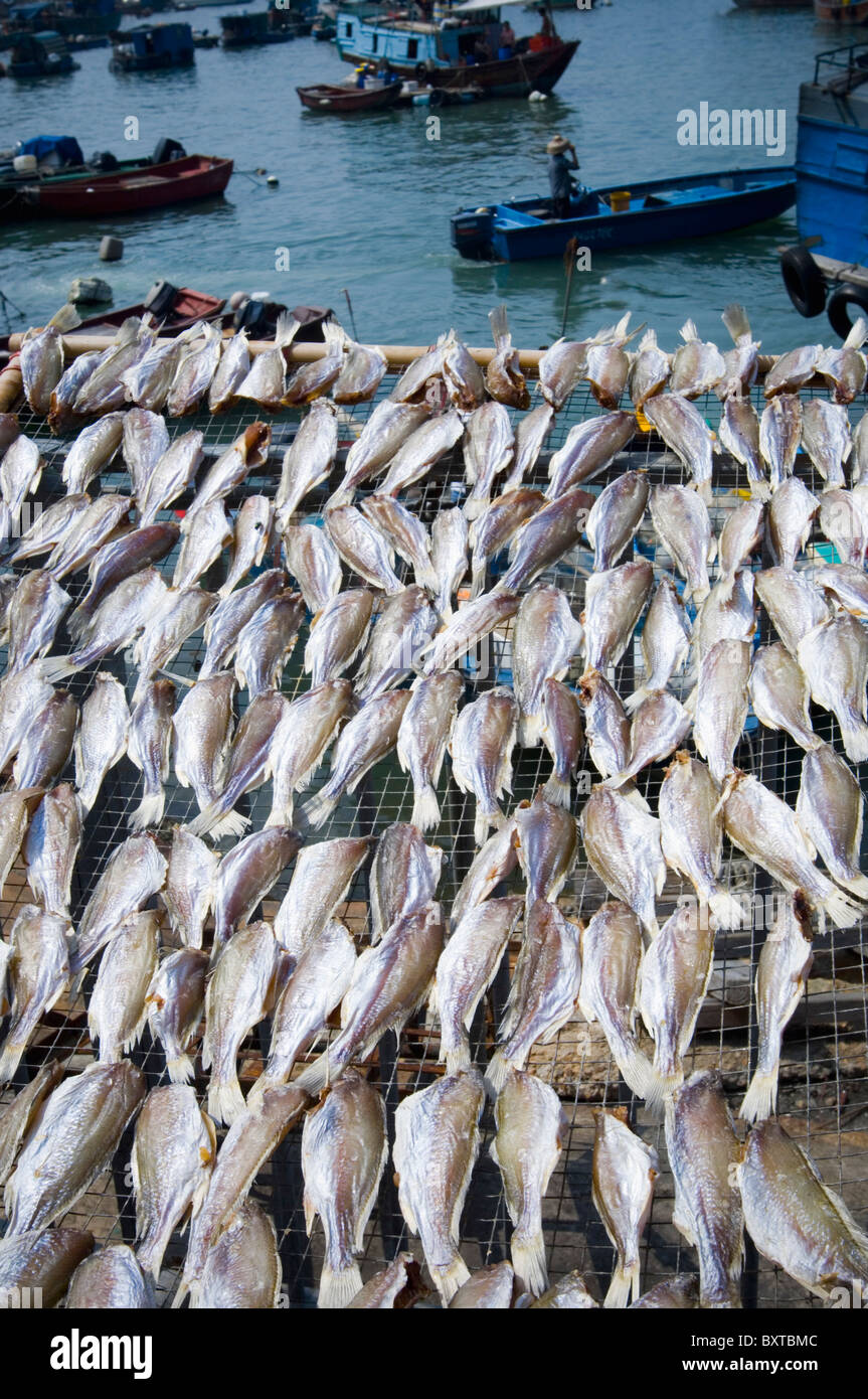 Meeresfrüchte, entlang am Wasser zum trocknen. Stockfoto