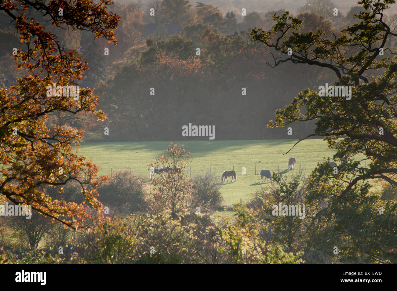 Großbritannien, England, Surrey, Telegraph Hill Herbst Stockfoto