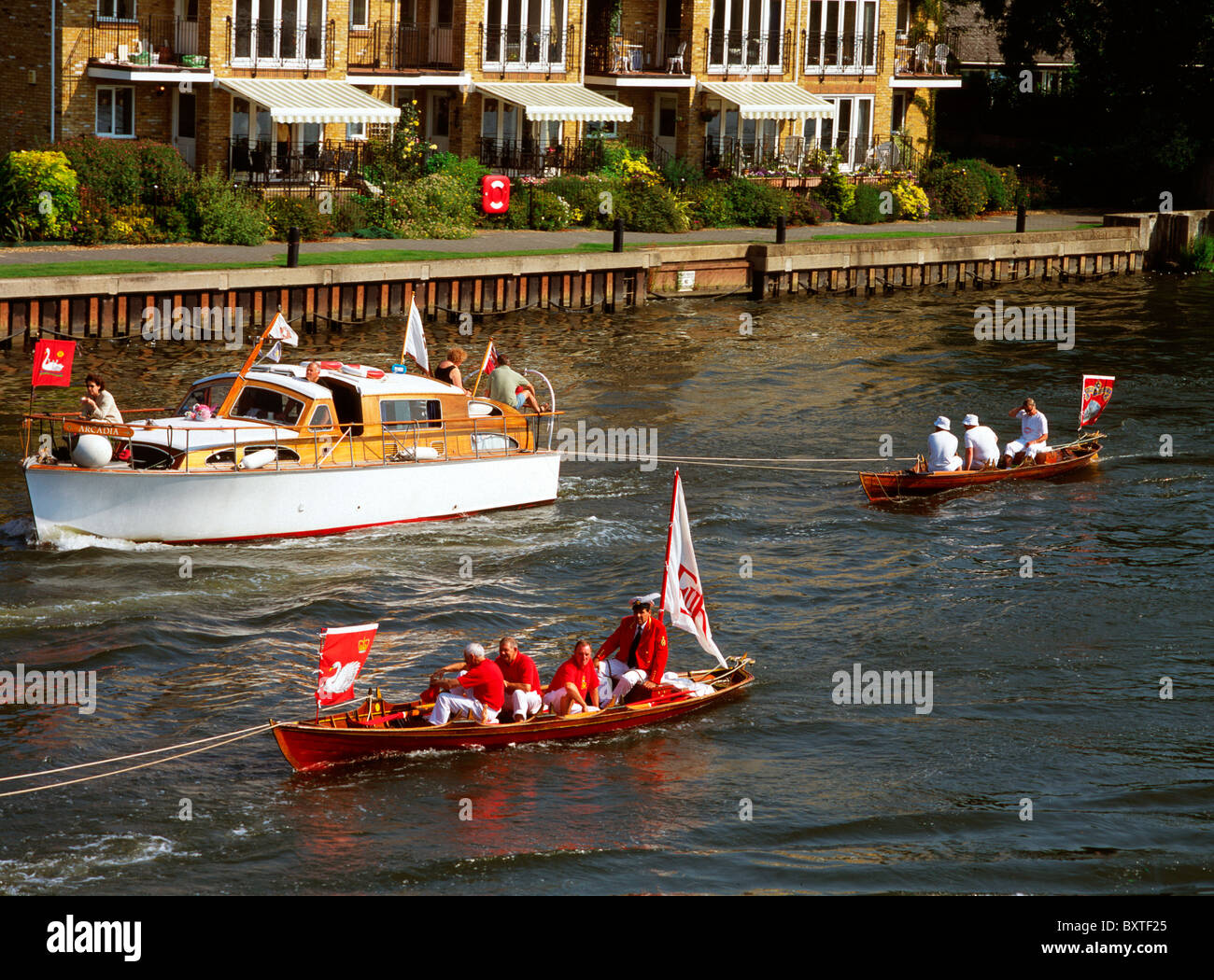 Swan Upping, Themse Stockfoto