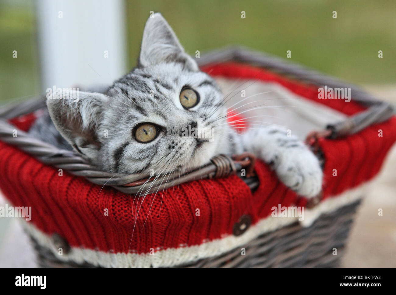 Britisch Kurzhaar, Silber getupft Kitten, 3 Monate alt Stockfoto