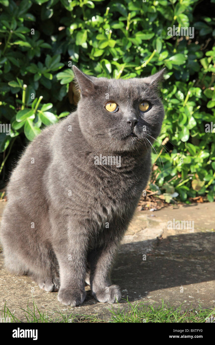 Blaue Britisch Kurzhaar Katze Oberon. Stockfoto