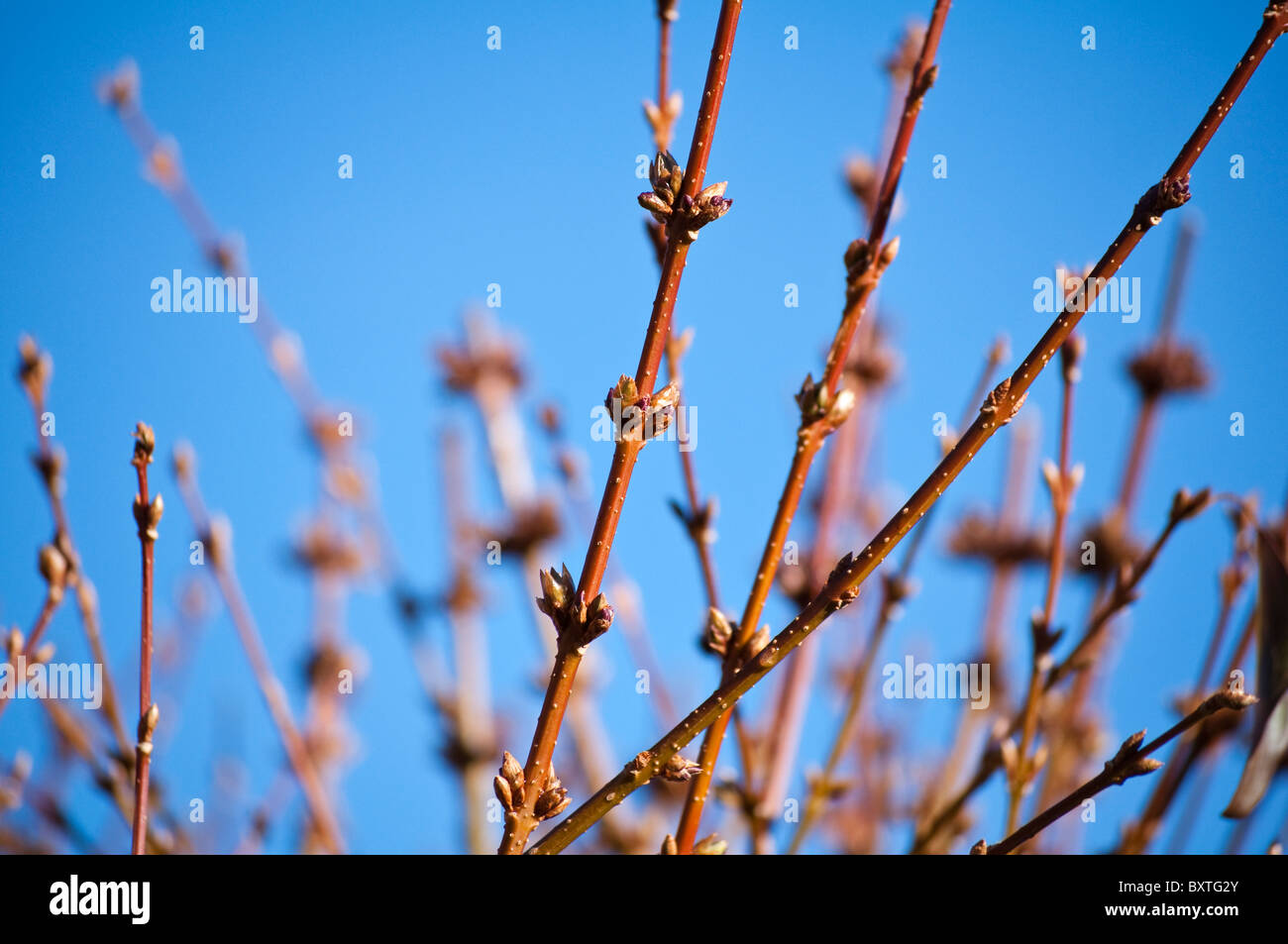 Winter-Forsythien Zweige und Knospen vor einem strahlend blauen Himmelshintergrund.  Läutet Frühling und nachwachsen. Stockfoto