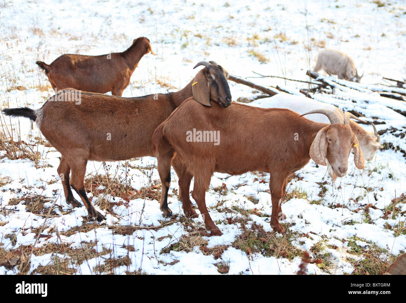 Winter, Schnee, Ziegen Stockfoto