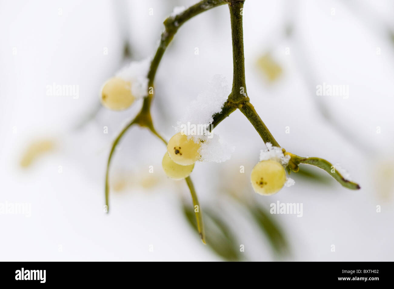 Ein Zweig der Europäischen Mistel mit weißen Beeren - Viscum album Stockfoto