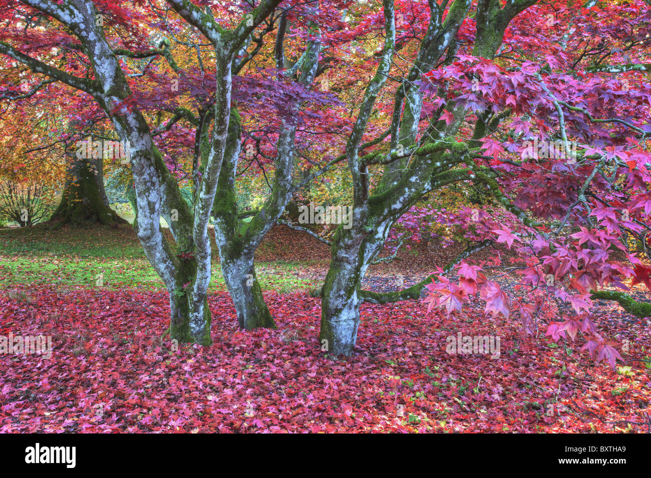Blätter in Schattierungen von rot über Bäume Schottland Stockfoto