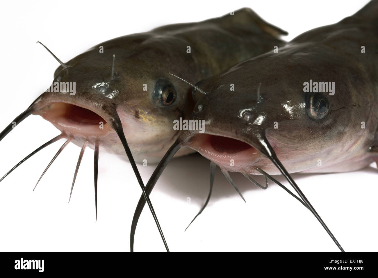 Channel Catfish isoliert auf einem weißen Hintergrund. Traditionell amerikanische Art eines Fisches. Stockfoto