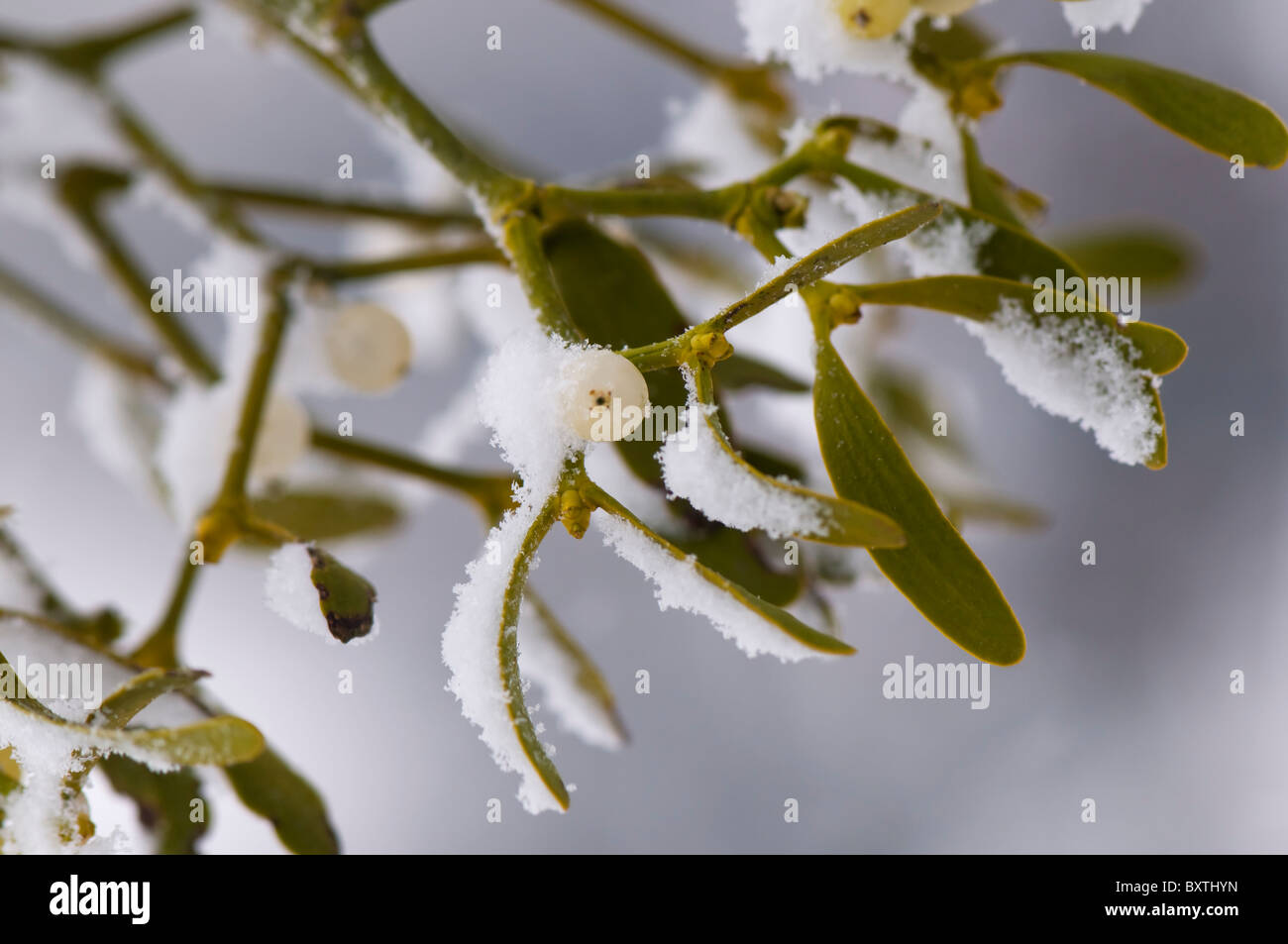 Ein Zweig der Europäischen Mistel mit weißen Beeren - Viscum album Stockfoto