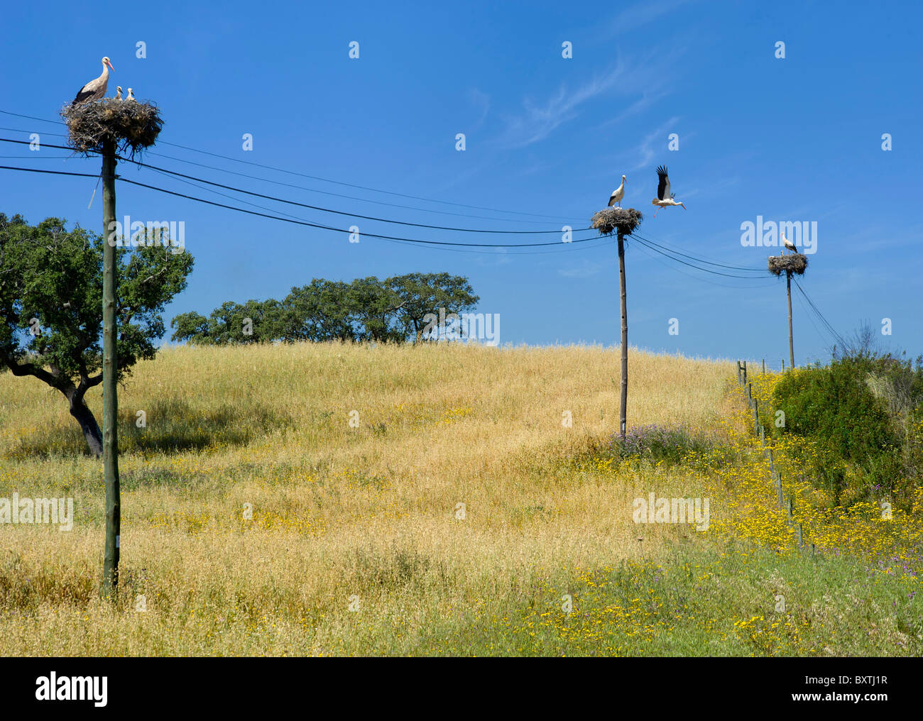 Portugal, Alentejo, in der Nähe der spanischen Grenze, Storchennester auf Telegrafenmasten, typisch für den Alentejo und Extremadura Stockfoto
