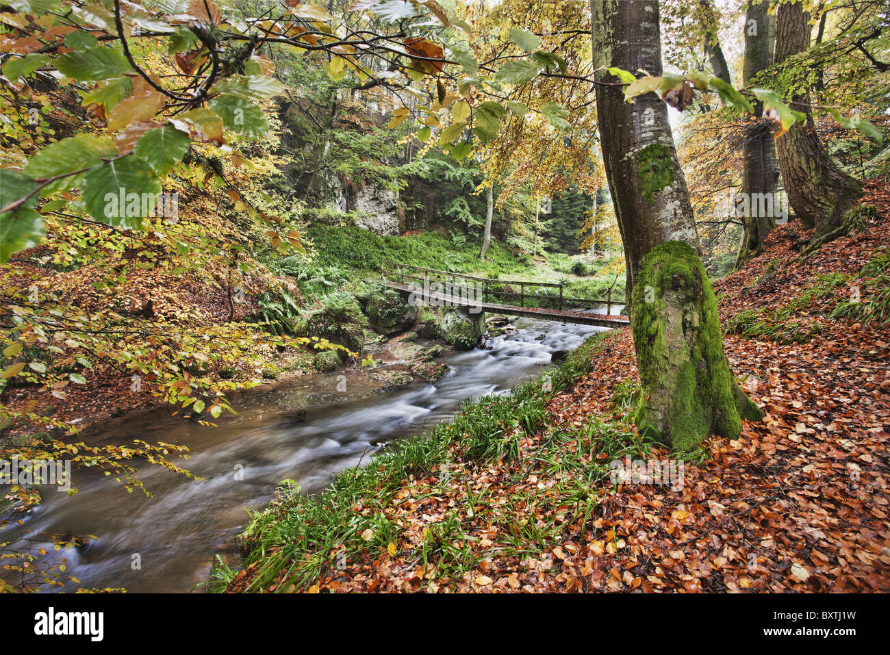 Brücke über Stream mit Bäumen bedeckt in herbstlichen Farben. Schottland Stockfoto